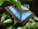 Morpho peleides (Peleides Blue Morpho).jpg
